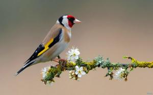 Colorful Bird On Flowering Branch wallpaper thumb