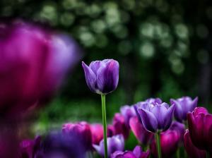 Flowers close-up, tulips, pink, purple, blur wallpaper thumb