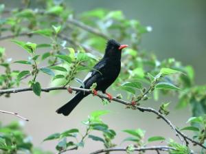 Black bird on tree branch wallpaper thumb