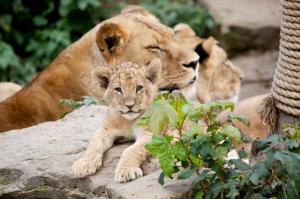 lion, cubs, leaves, stones wallpaper thumb