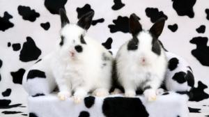 Cow Print Bunny Rabbit HD wallpaper thumb