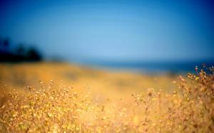 Summer, Field, Blur wallpaper thumb
