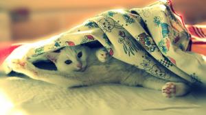 White cat lying in bed, funny photo wallpaper thumb