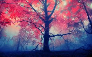 Forest trees, red leaves, fog, mist wallpaper thumb