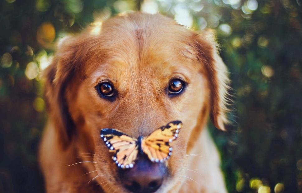 Cute Dog Face With Butterfly wallpaper,animals HD wallpaper,butterfly HD wallpaper,dog face HD wallpaper,look HD wallpaper,cute HD wallpaper,2048x1315 wallpaper
