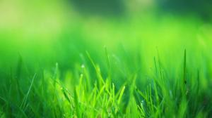 Green grass, eye, green wallpaper thumb