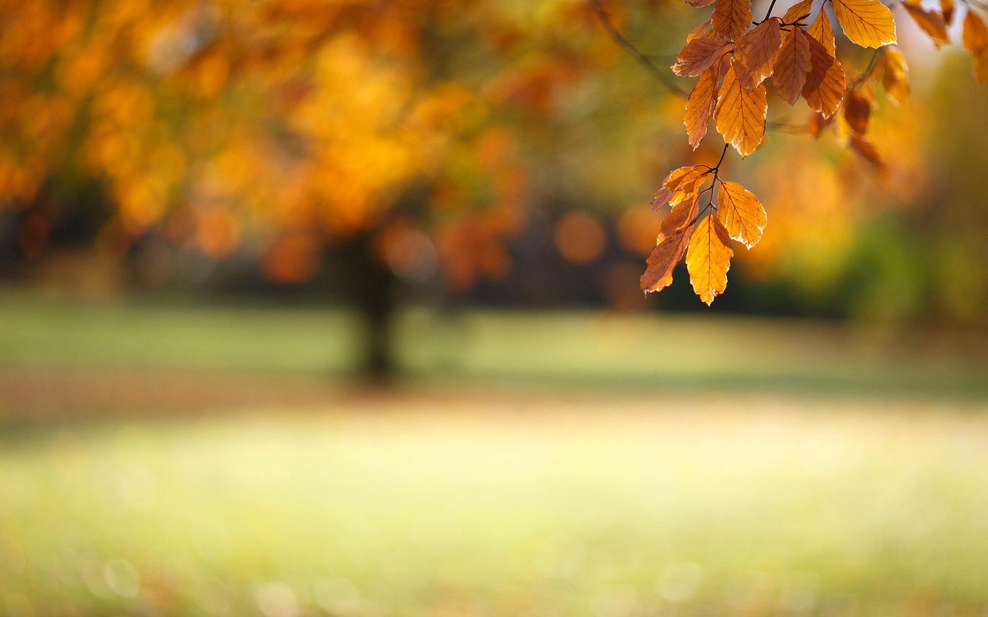 Blurred autumn wallpaper | nature and landscape | Wallpaper Better