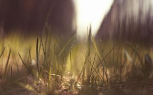 Warm Grass Macro Blur HD wallpaper thumb