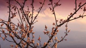 Mountain Behind A Cherry Blossom wallpaper thumb