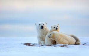 Winter, polar bears, cold, snow wallpaper thumb