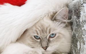 cat, muzzle, furry, hat, santa claus, new year, holiday wallpaper thumb