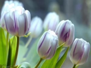 White And Purple Tulips wallpaper thumb