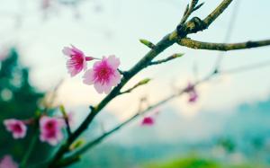 Spring, sakura, flower, bokeh wallpaper thumb