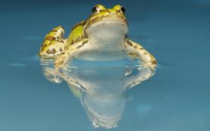Frog In Water wallpaper thumb