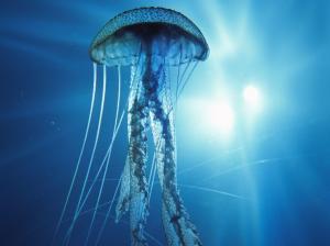 Electric Jellyfish wallpaper thumb