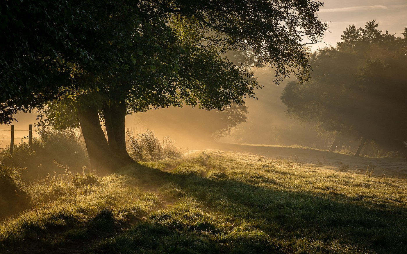 Nature Landscape Mist Sunrise Trees Grass Shrubs Morning Field