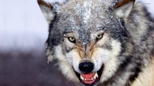 Angry Wolf  HD wallpaper thumb