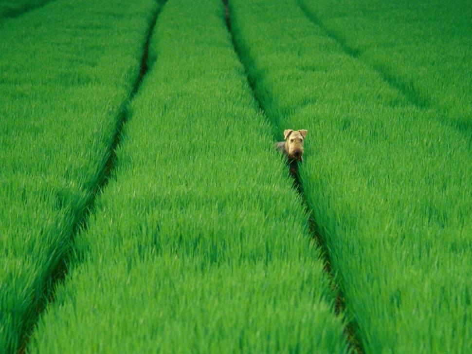 Dog On Green Field wallpaper,Scenery wallpaper,1600x1200 wallpaper