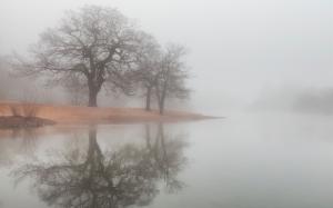 Fog Forest Lake Free Widescreen s wallpaper thumb
