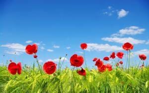 Sky, clouds, flower fields, meadow, red poppies wallpaper thumb