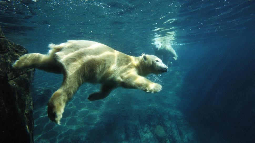 White Bear Swim Under Water wallpaper,bear HD wallpaper,animals HD wallpaper,1920x1080 wallpaper