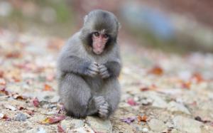 Japanese macaque, monkey, sitting, rocks wallpaper thumb