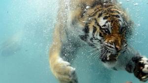 Tiger Underwater wallpaper thumb