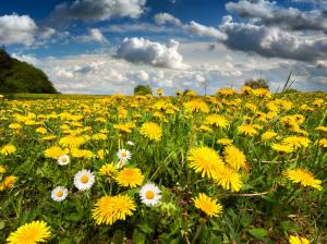 Nature scenery, field, flowers, spring, sky wallpaper thumb