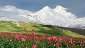 Pink Flowers and Snowy Mountains wallpaper thumb