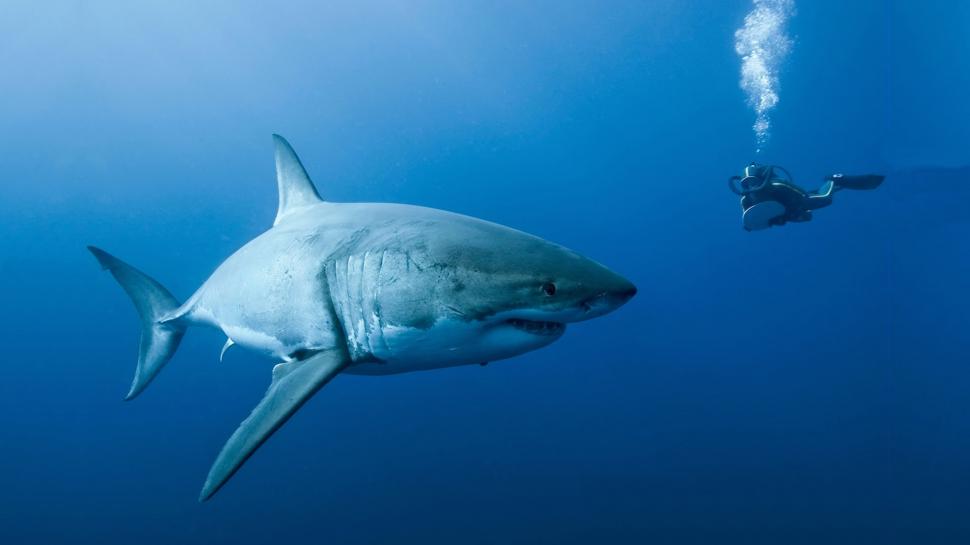 Shark Great White Fish Ocean Diver HD wallpaper animals