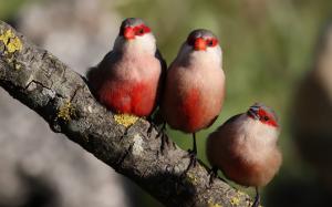 Three birds standing on a branch wallpaper thumb