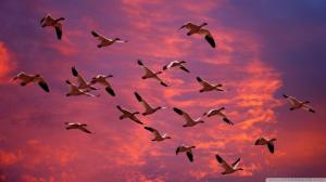 Migrating Snow Geese In Red Sky wallpaper thumb
