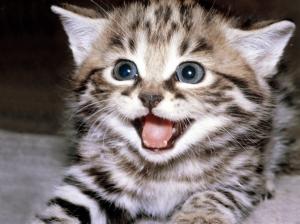 Smiley kitty wallpaper thumb
