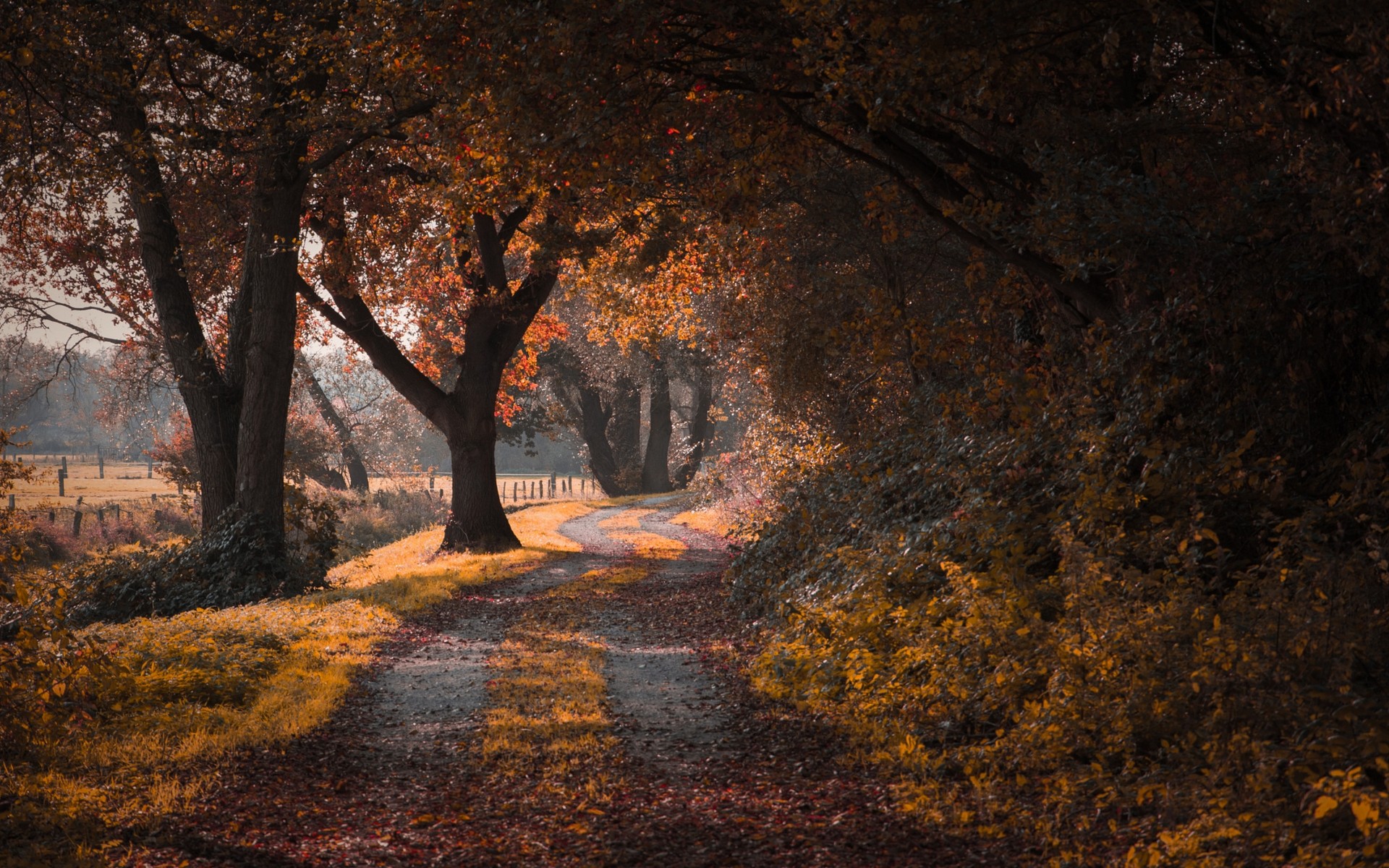 Landscape Nature Road Fall Trees Leaves Shrubs Grass Dirt Road