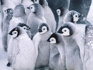 Cute Baby Penguins, Animals, Snow, Winter wallpaper thumb