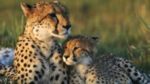 Cheetah Her Cub wallpaper thumb