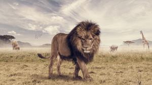 Savanna, lion, animals wallpaper thumb