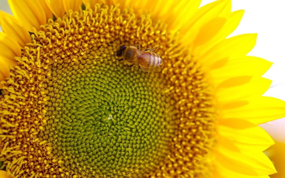 Bee on Sunflower wallpaper,Flowers HD wallpaper,1920x1200 wallpaper