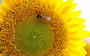 Bee on Sunflower wallpaper thumb