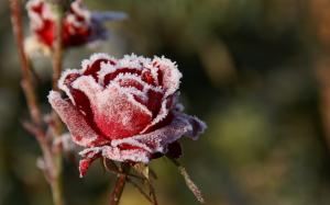 Frost red rose flower, cold wallpaper thumb
