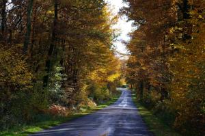 *** Road Through The Autumnal Forest *** wallpaper thumb