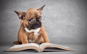 Dog wearing glasses reading a book wallpaper thumb
