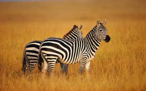 Two zebras in summer grasslands wallpaper thumb