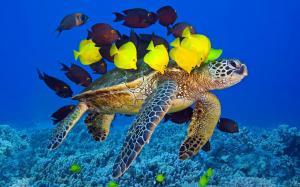 Sea turtle, ocean, underwater, yellow and brown fish wallpaper thumb