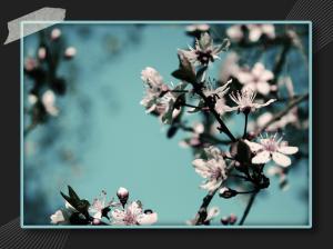 Cherry Blossom HD wallpaper thumb