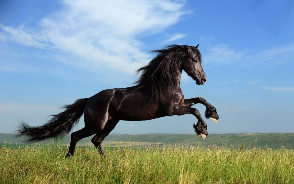 Freedom black horse galloping wallpaper,Freedom HD wallpaper,Black HD wallpaper,Horse HD wallpaper,Galloping HD wallpaper,2560x1600 wallpaper