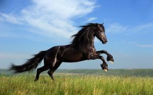 Freedom black horse galloping wallpaper thumb