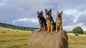 Dogs, German Shepherd, Straw, Field, Nature wallpaper thumb