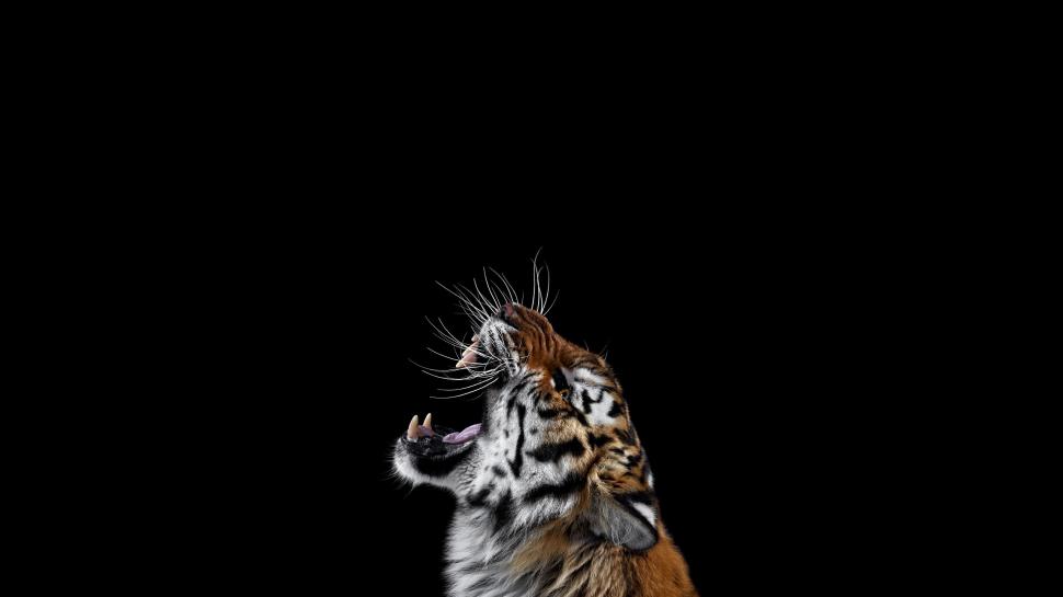 Tiger, Angry, Photography, Background wallpaper,tiger HD wallpaper,angry HD wallpaper,photography HD wallpaper,background HD wallpaper,2560x1440 HD wallpaper,2560x1440 wallpaper