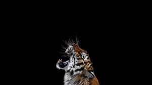 Tiger, Angry, Photography, Background wallpaper thumb